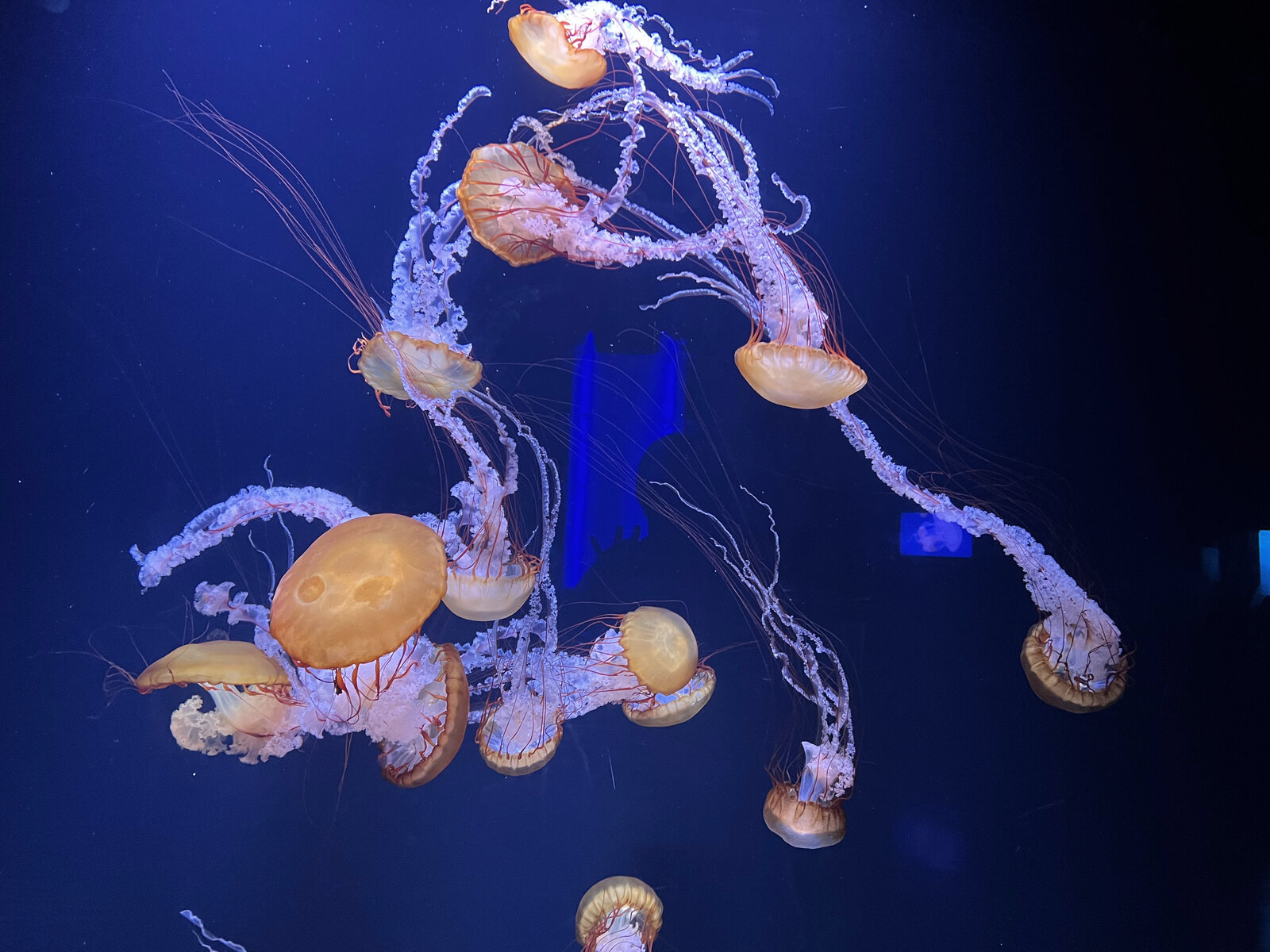 Glowing orange jellyfish drifting in a deep-blue tank at the Aquarium de Paris