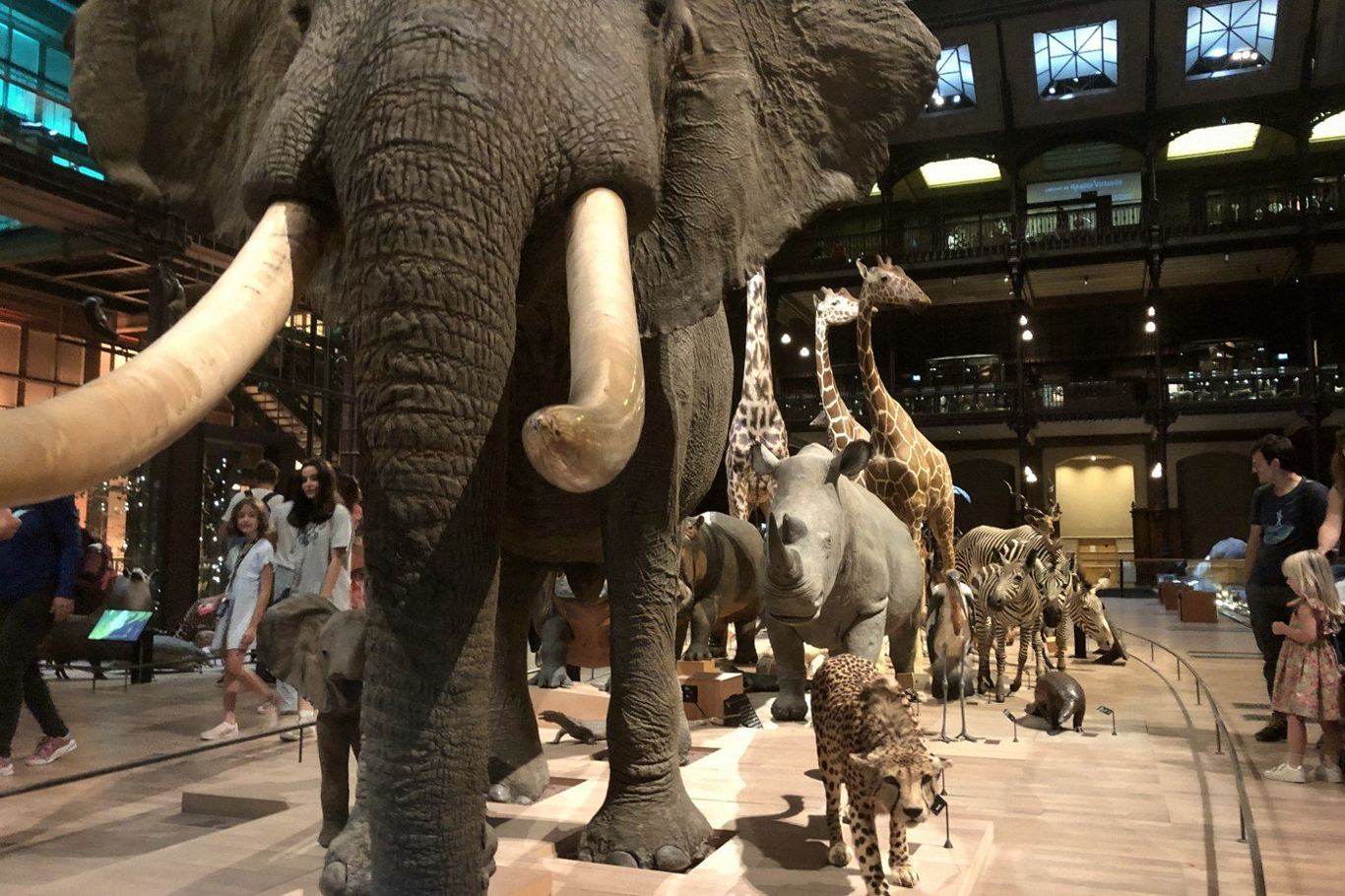 The procession of taxidermy animals, led by an elephant, in the Natural History Museum (Grande Galerie de l'Évolution), Paris